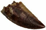 Serrated Raptor Tooth - Real Dinosaur Tooth #300897-1